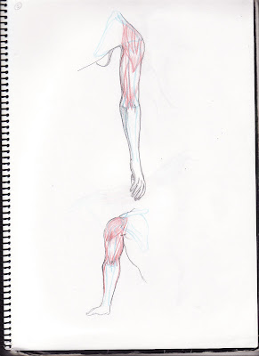 Lera Art ^_^ Mis dibujos, animaciones, esculturas, ediciones de video y más cosillas ^_^ Anatomia+brazo+humano+2