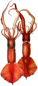 Squid