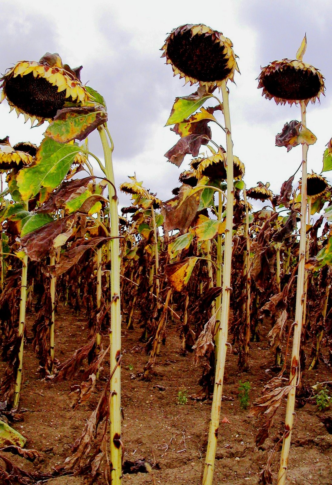 [pÃ¨lerin+Compostelle+020906+136.jpg]