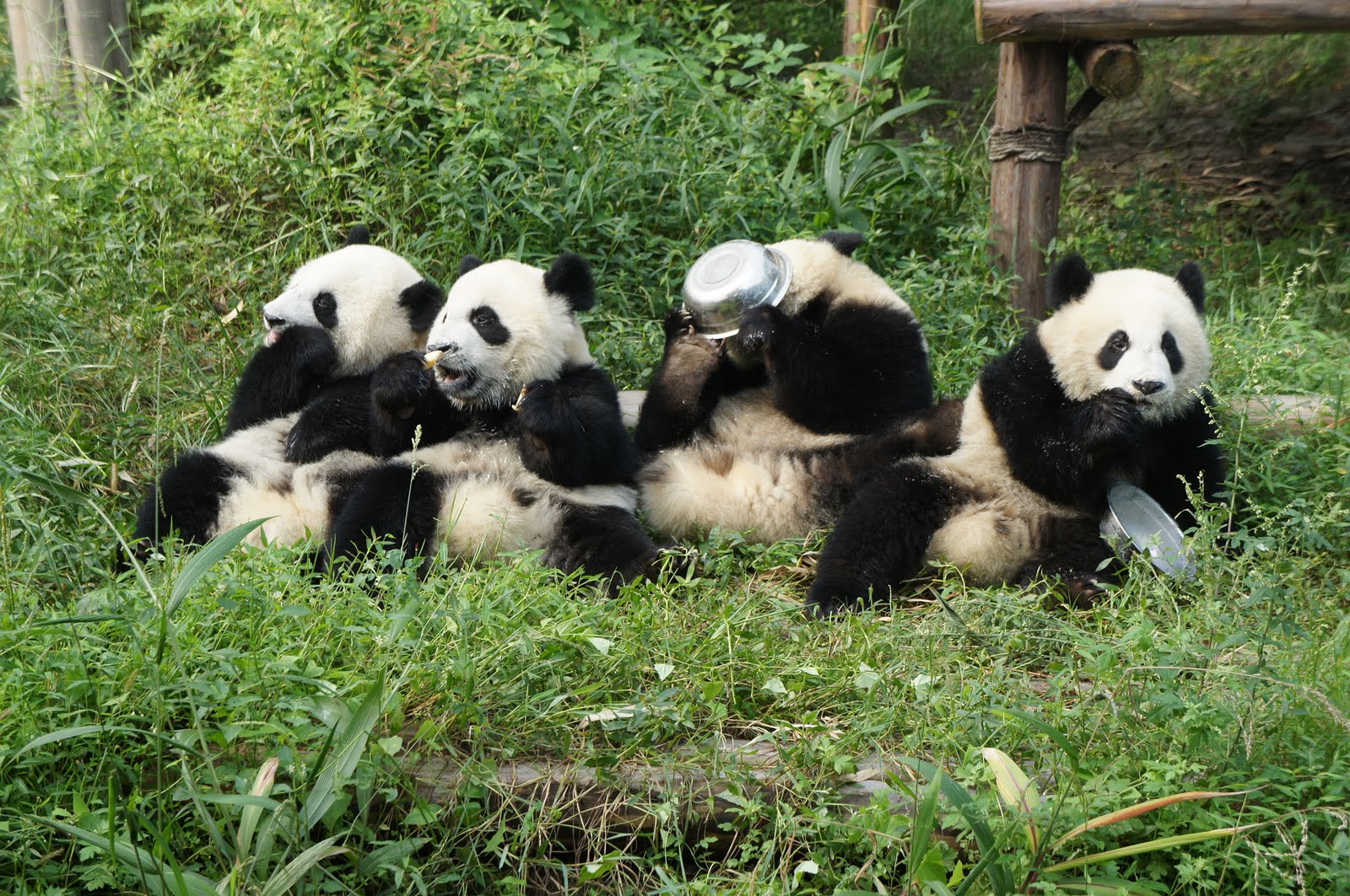 Chengdu Panda