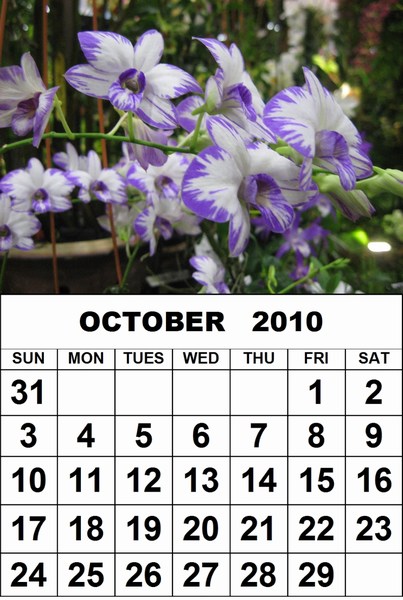 november 2010 calendar