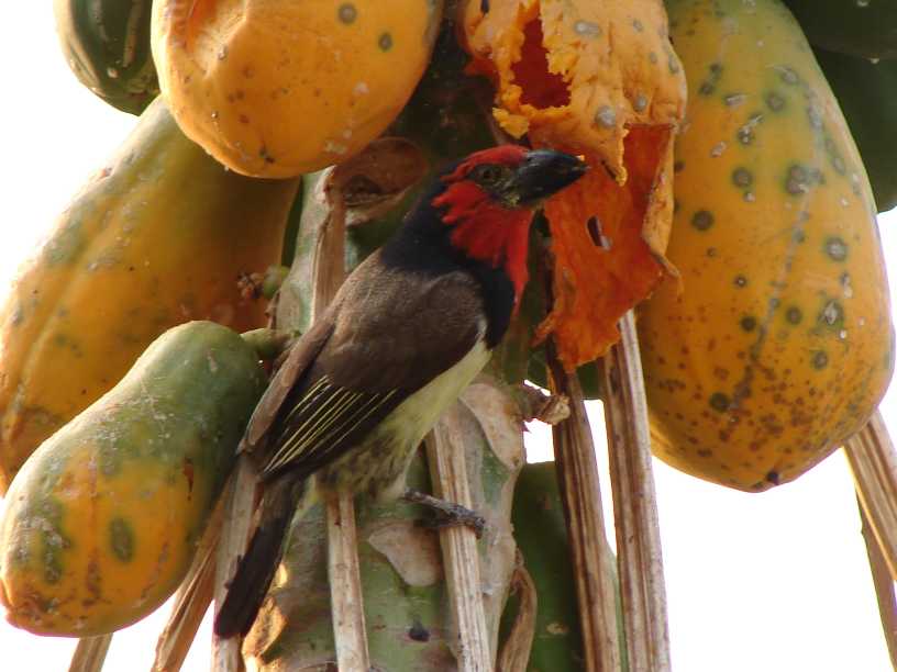 [bird.jpg]