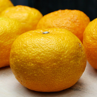 Yuzu citrus