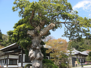 kamakura-35-hase