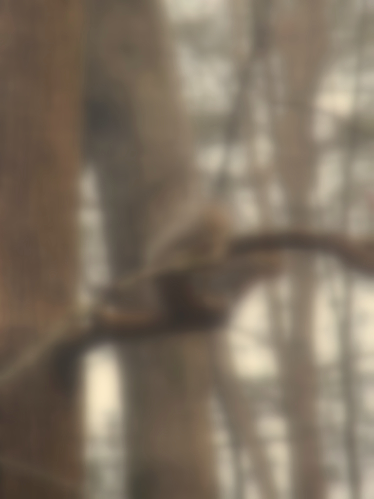 [tree_and_squirrel_squinting-1.jpg]