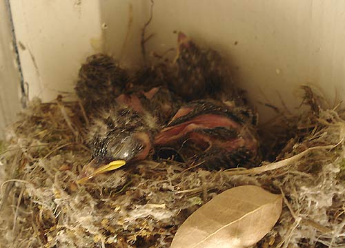 [babybirdschillininside.jpg]