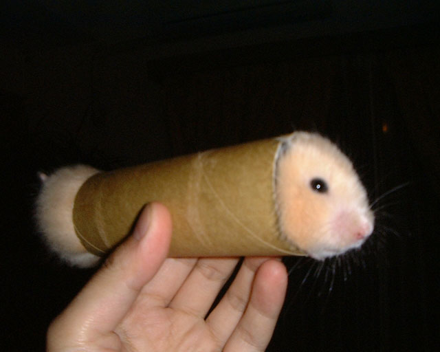 Hamster+toilet+tube.jpg