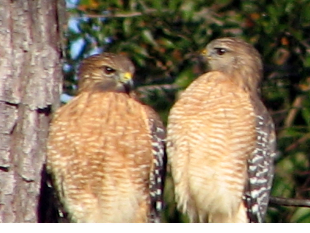 to our home Hawks in the Yard