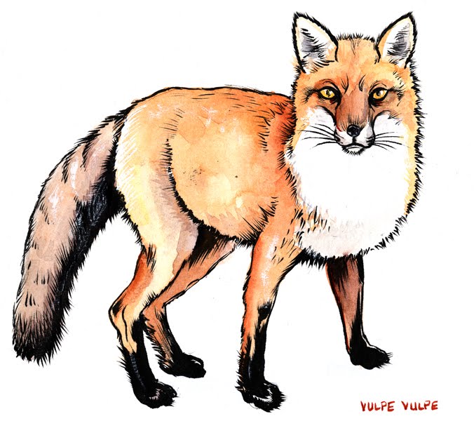 [butzer+redfox.jpg]