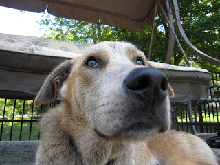 Jasper