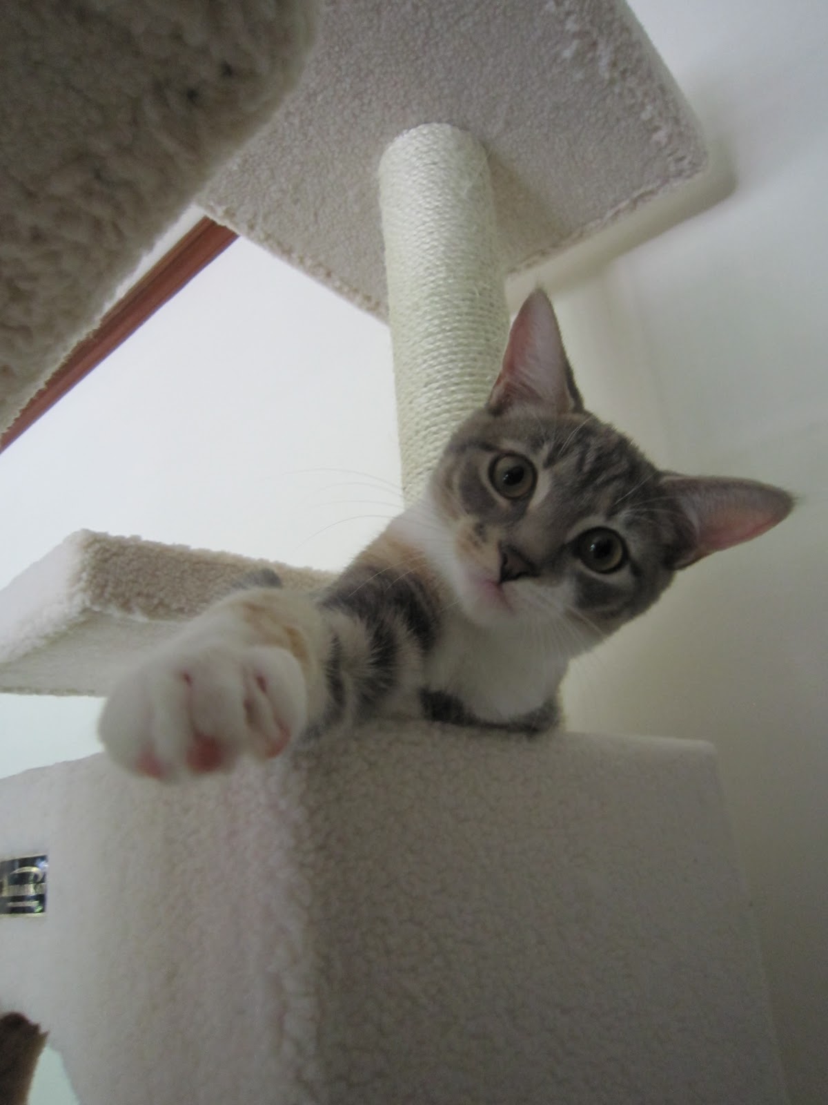 Dawn Life with Dogs and Cats Life with Dogs and Cats