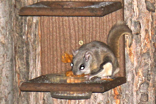 Southern flying squirrel eating from our  feeder.