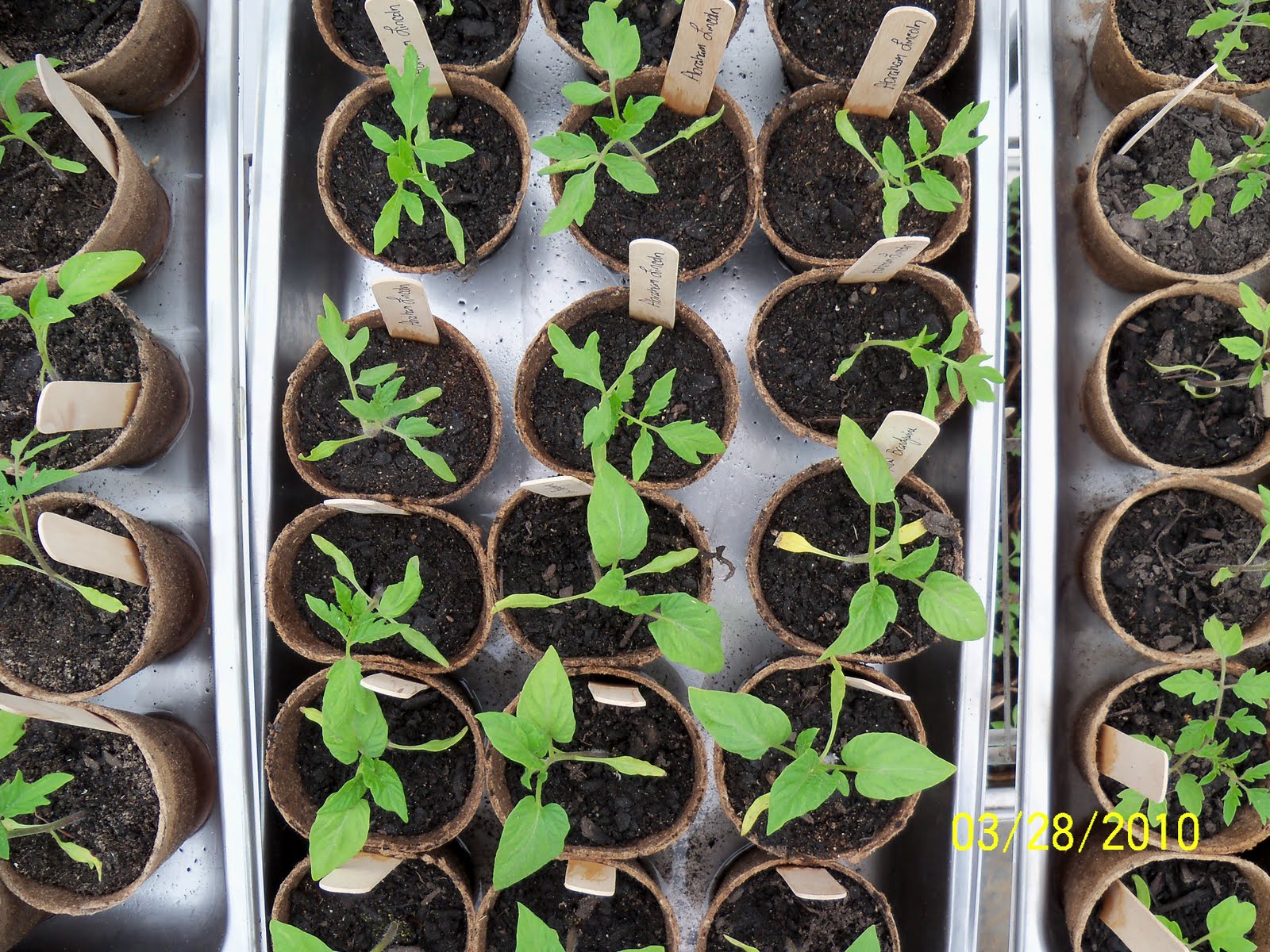 Heirloom Tomato Plants FOR SALE!
