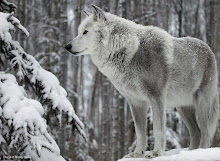 Aleu