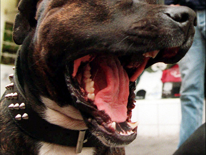 Pitbull Snarling