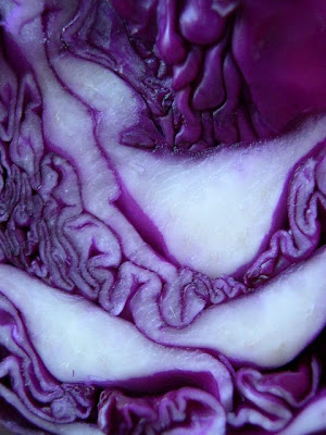 dogfish shark circulatory system. dissection terms dogfish shark