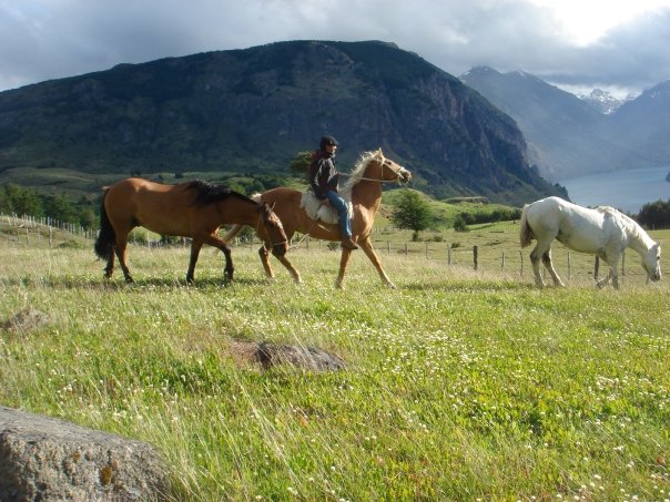[chile_horses_in_patagonia_djh0.jpg]