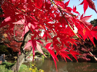 Japanese maple in the Koishikawa Korakuen