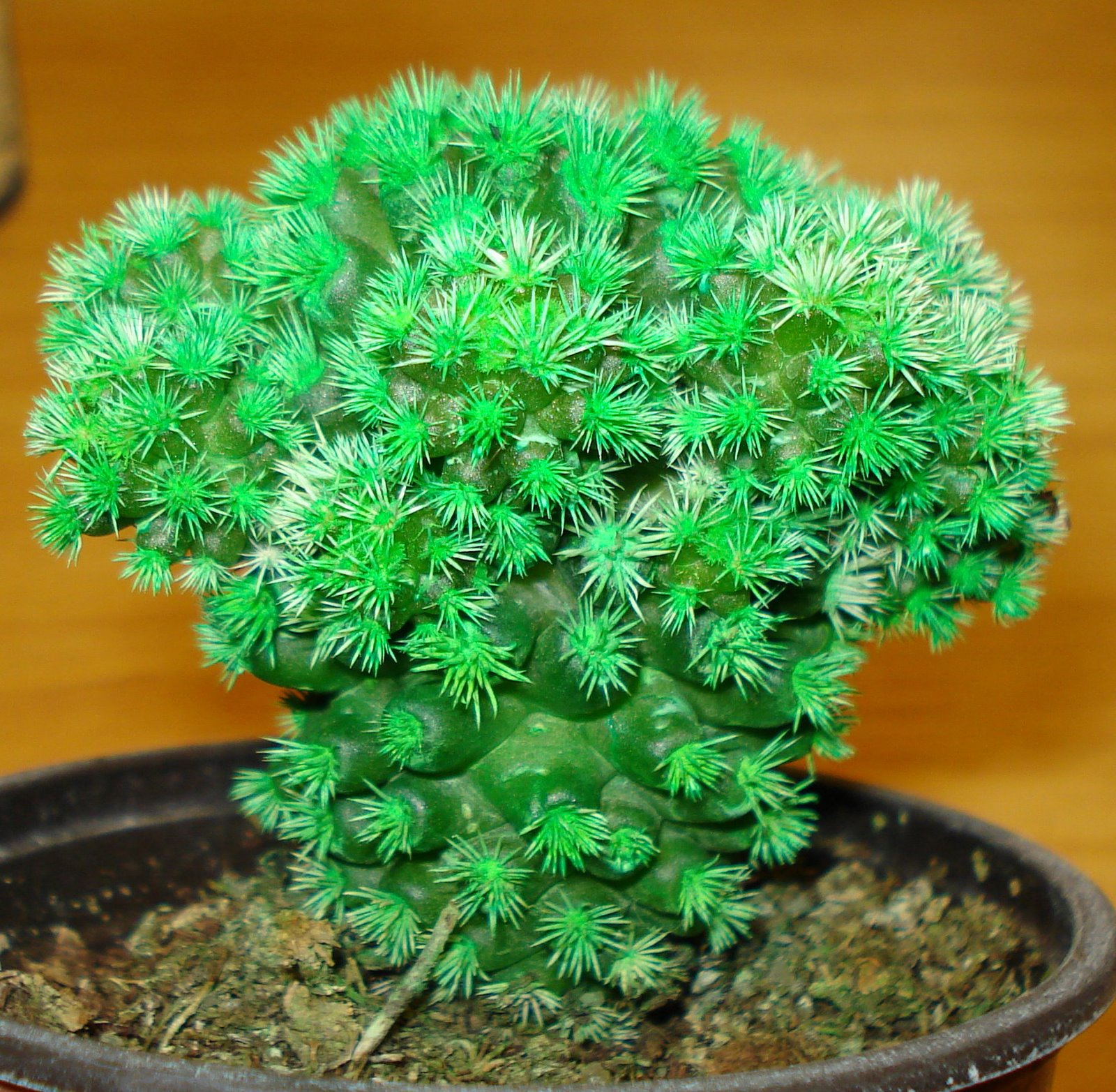 [dimarts+09+diciembre+014.jpg]