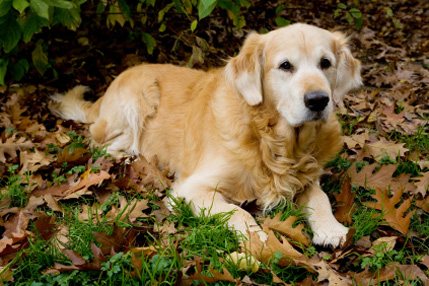 golden-retriever3.jpg
