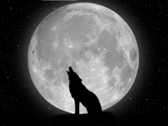 wolves wallpaper. Wolf wallpapers