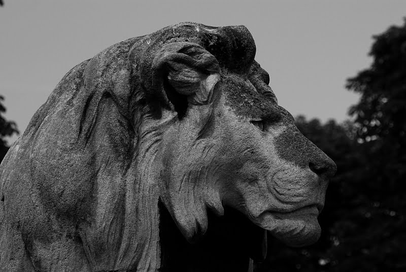 [lion5.jpg]