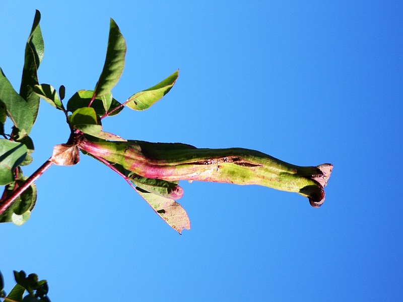 [blossom.jpg]