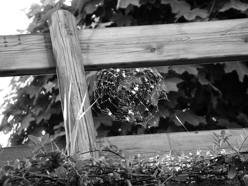 [cobweb.jpg]