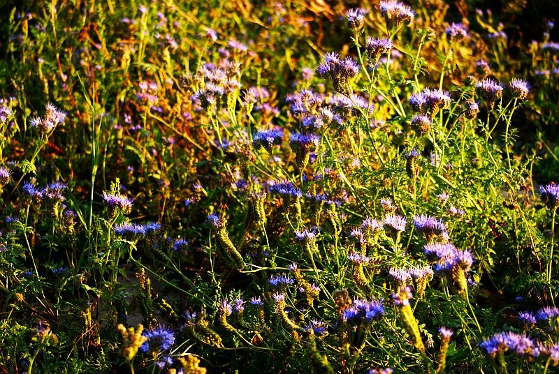 [distel6.jpg]