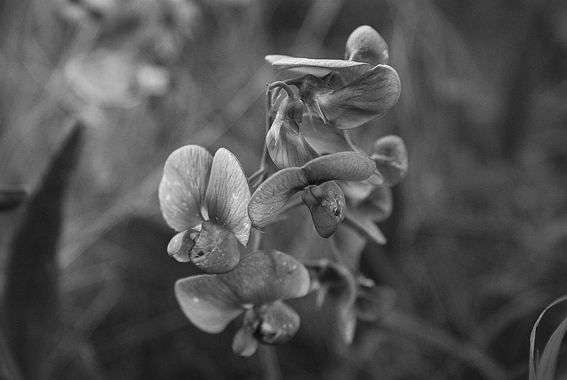 [orchid.jpg]