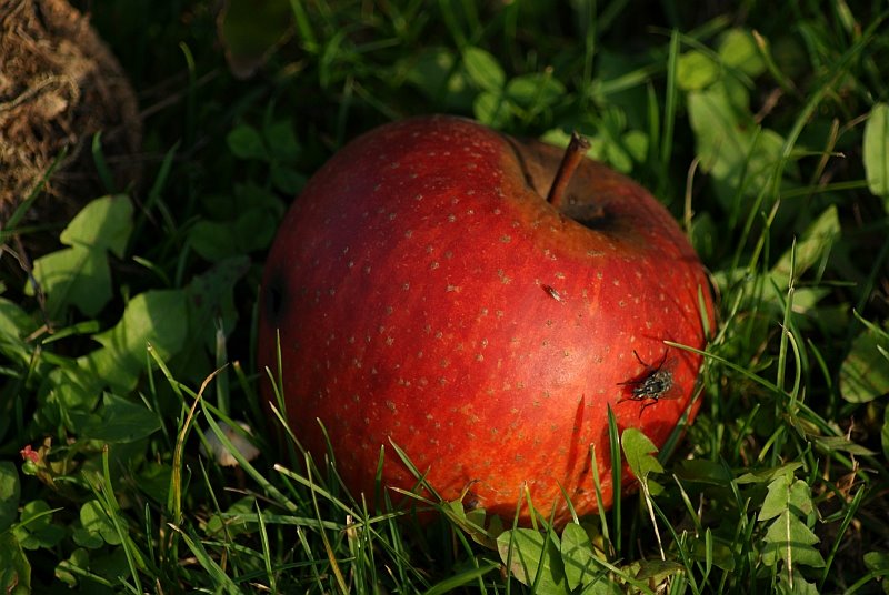 [apfel.jpg]