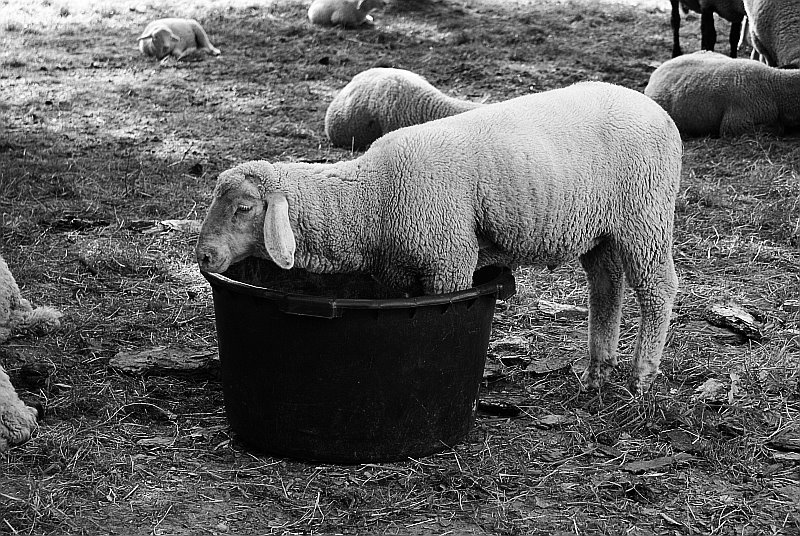 [sheep3.jpg]