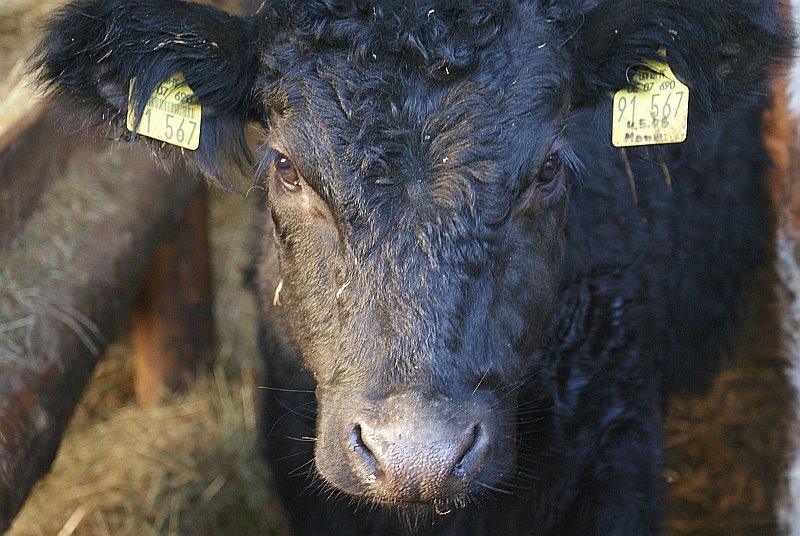 [cow3.jpg]