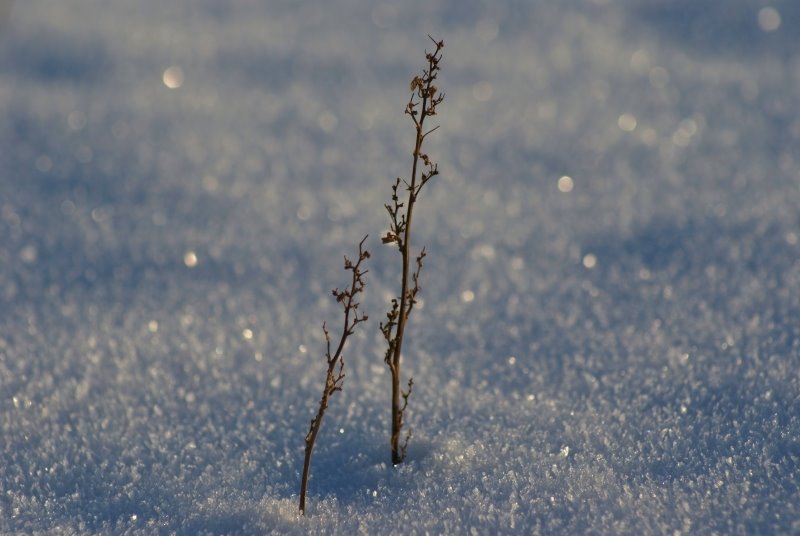 [schnee2.jpg]