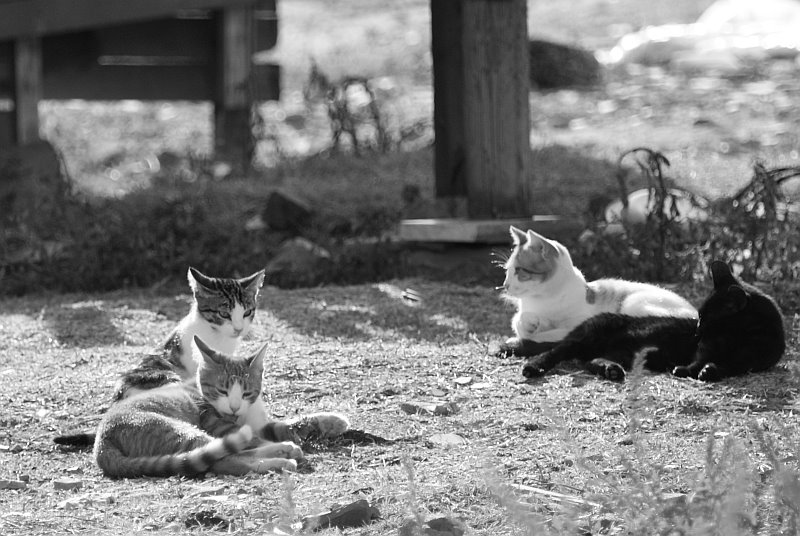 [cats.jpg]