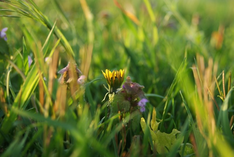 [dandelion2.jpg]