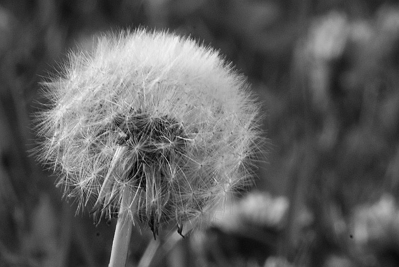 [dandelion4.jpg]