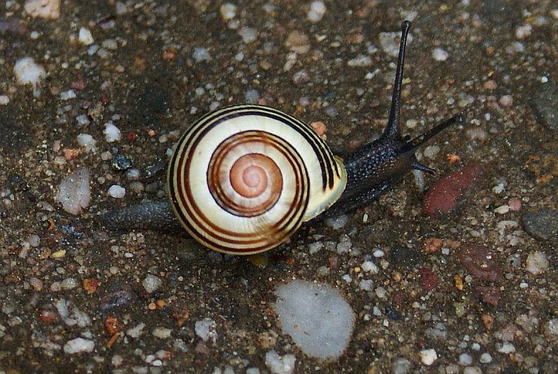[snail5.jpg]