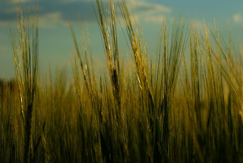 [corn2.jpg]