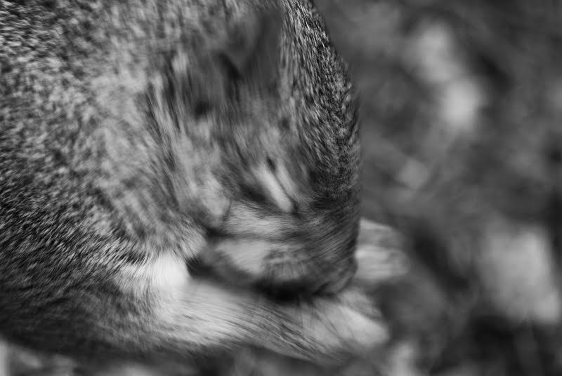 [squirrel.jpg]