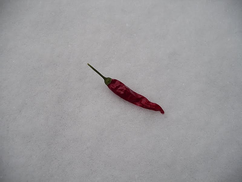 [chilli.jpg]