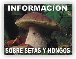 TALLER MICOLÓGICO: