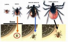 PREVENCION DE LAS PICADURAS DE GARRAPATAS: