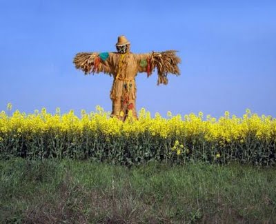 Burung Hantu Salji