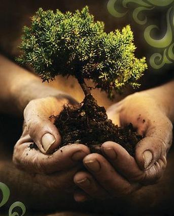 [young-tree.jpg]