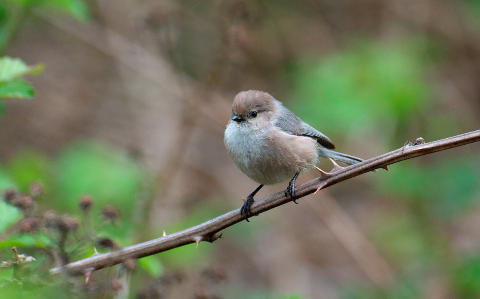 Bushtit Bird