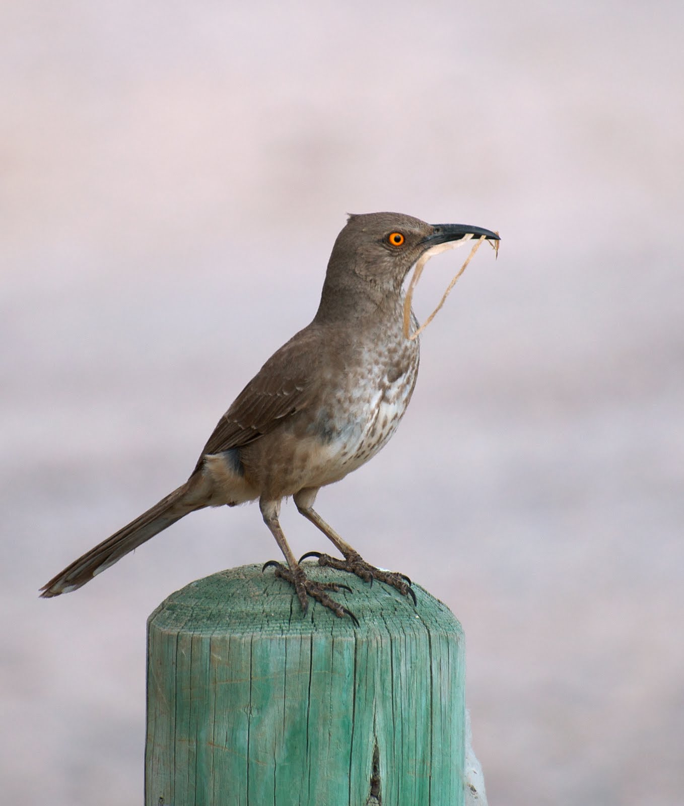 NW Bird Blog: Curve-billed Thrasher