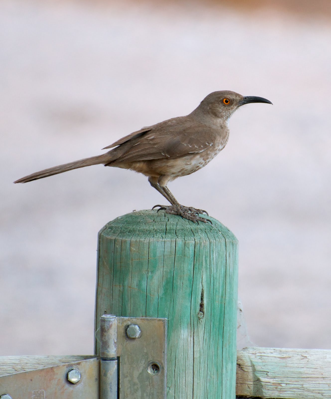 NW Bird Blog: Curve-billed Thrasher