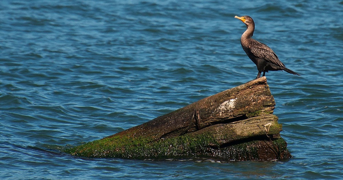 NW Bird Blog Doublecrested Cormorant
