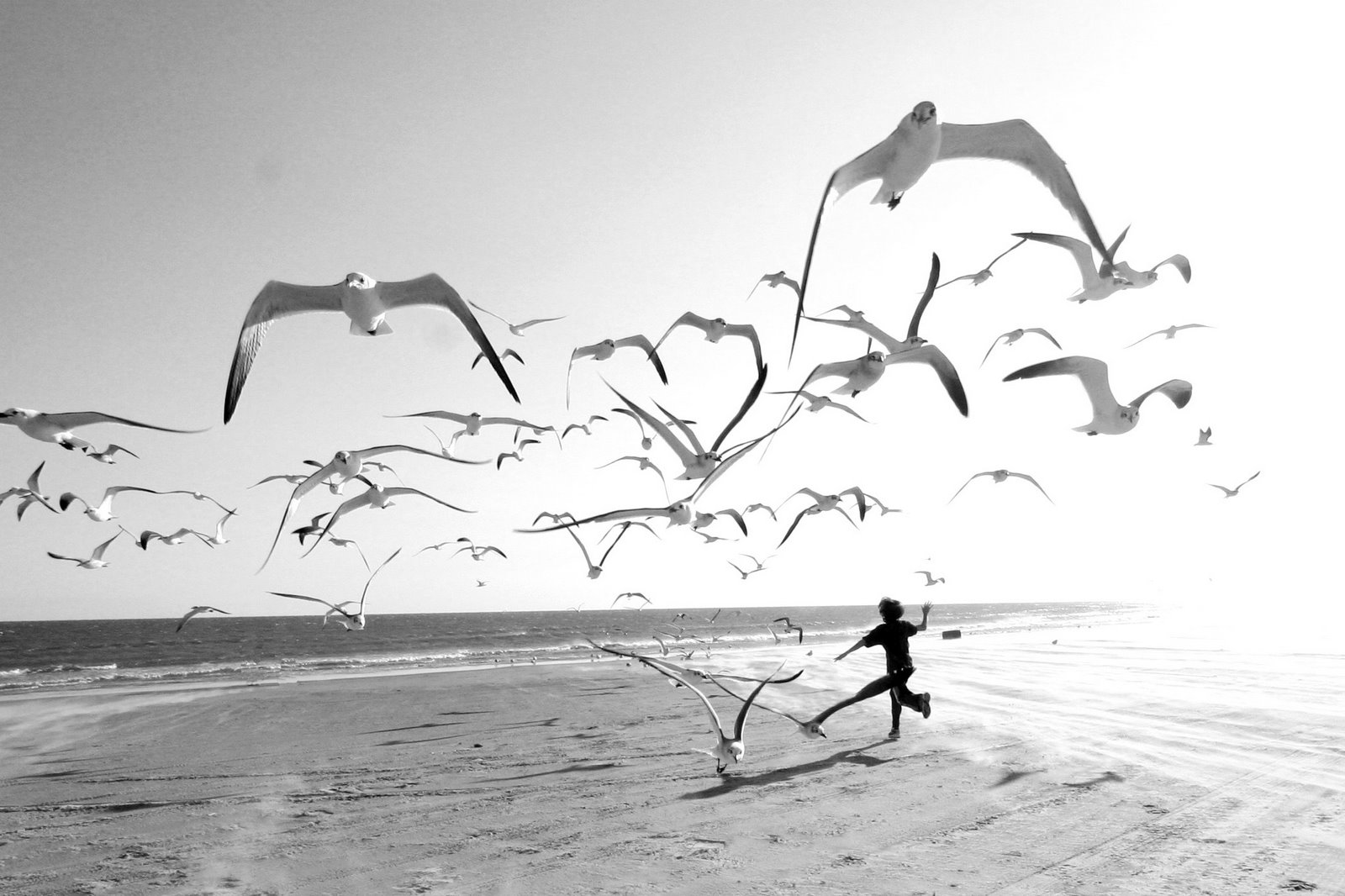 [Flock_of_Seagulls_.jpg]